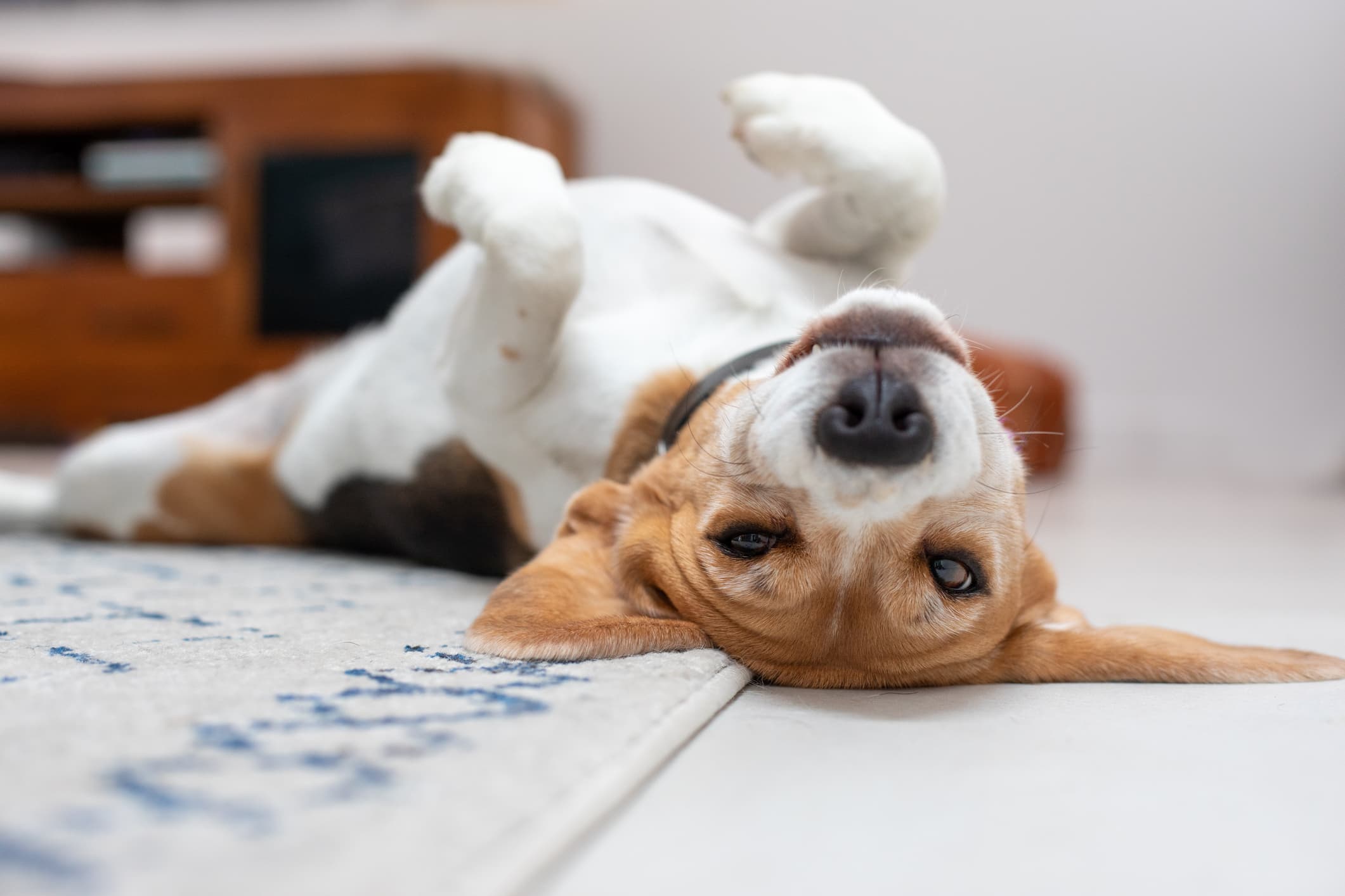 Um cão da raça beagle deitado no chão de barriga para cima olhando fixamente para a câmera e fundo desfocado.