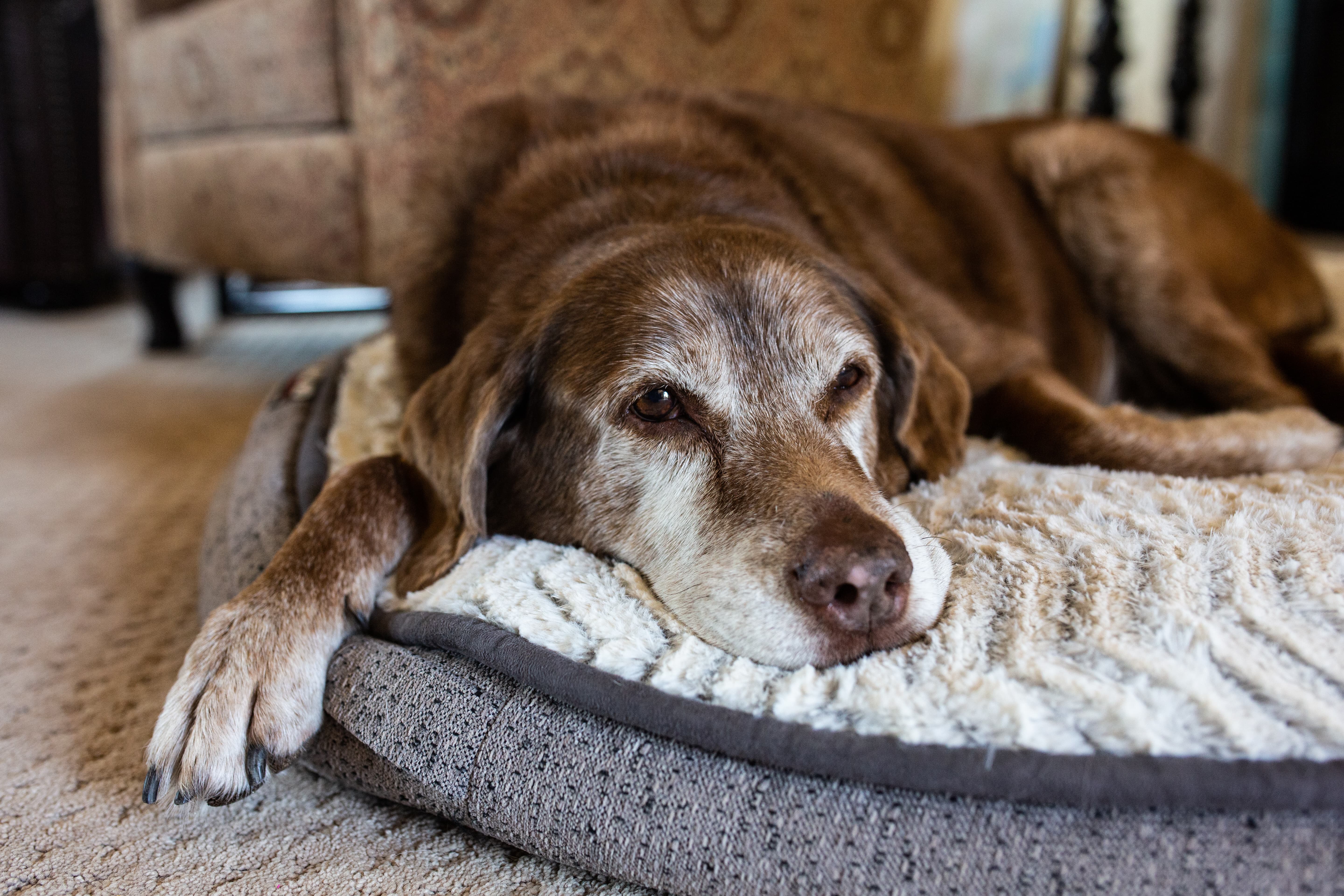 Imagem de um cachorro idoso marrom com as pontas da pata e o centro da cara brancos, deitado em um cama de cachorro com uma manta embaixo.