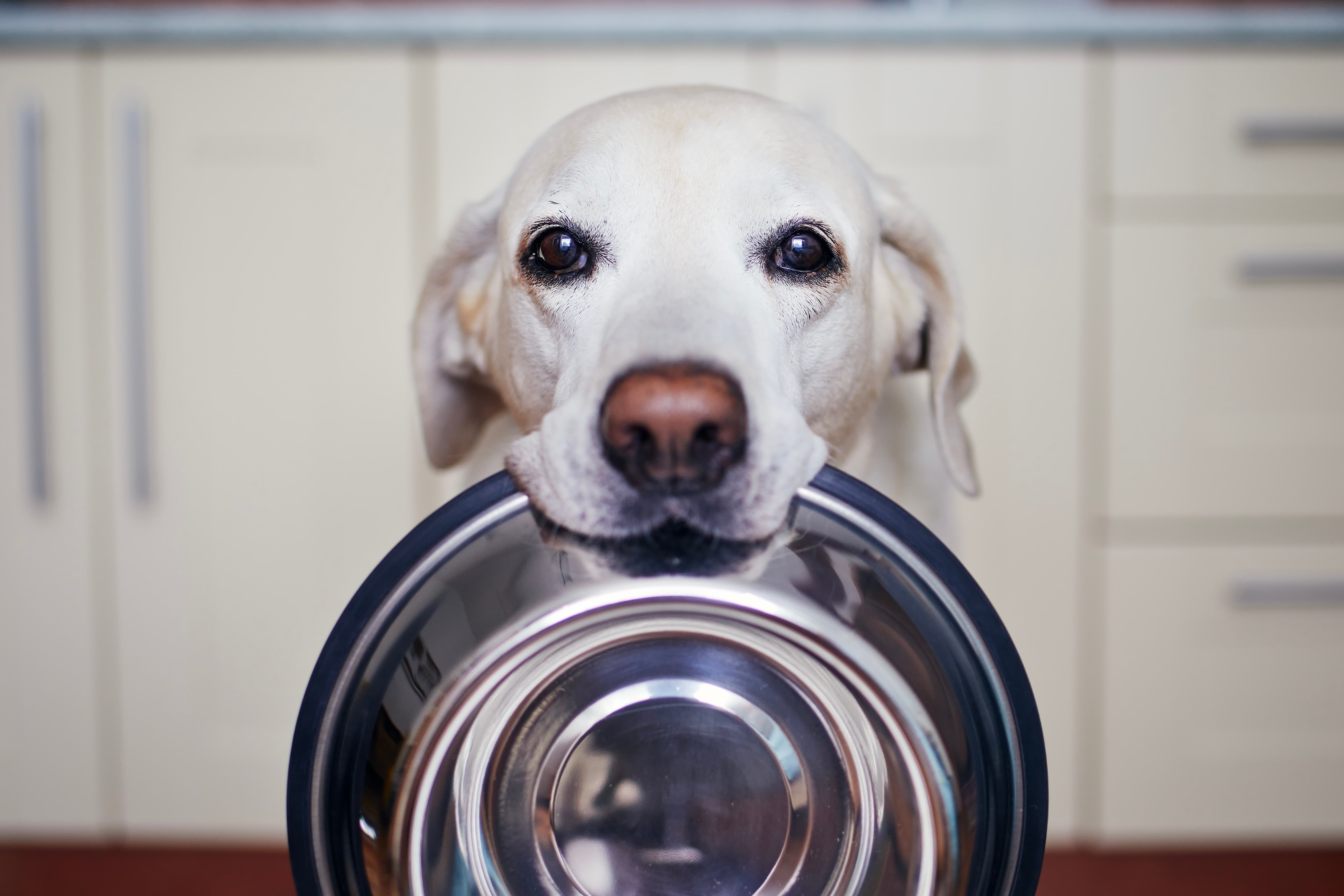 Imagem de um labrador retriever branco com um pote de alumínio na boca e armários de cozinha ao fundo. 