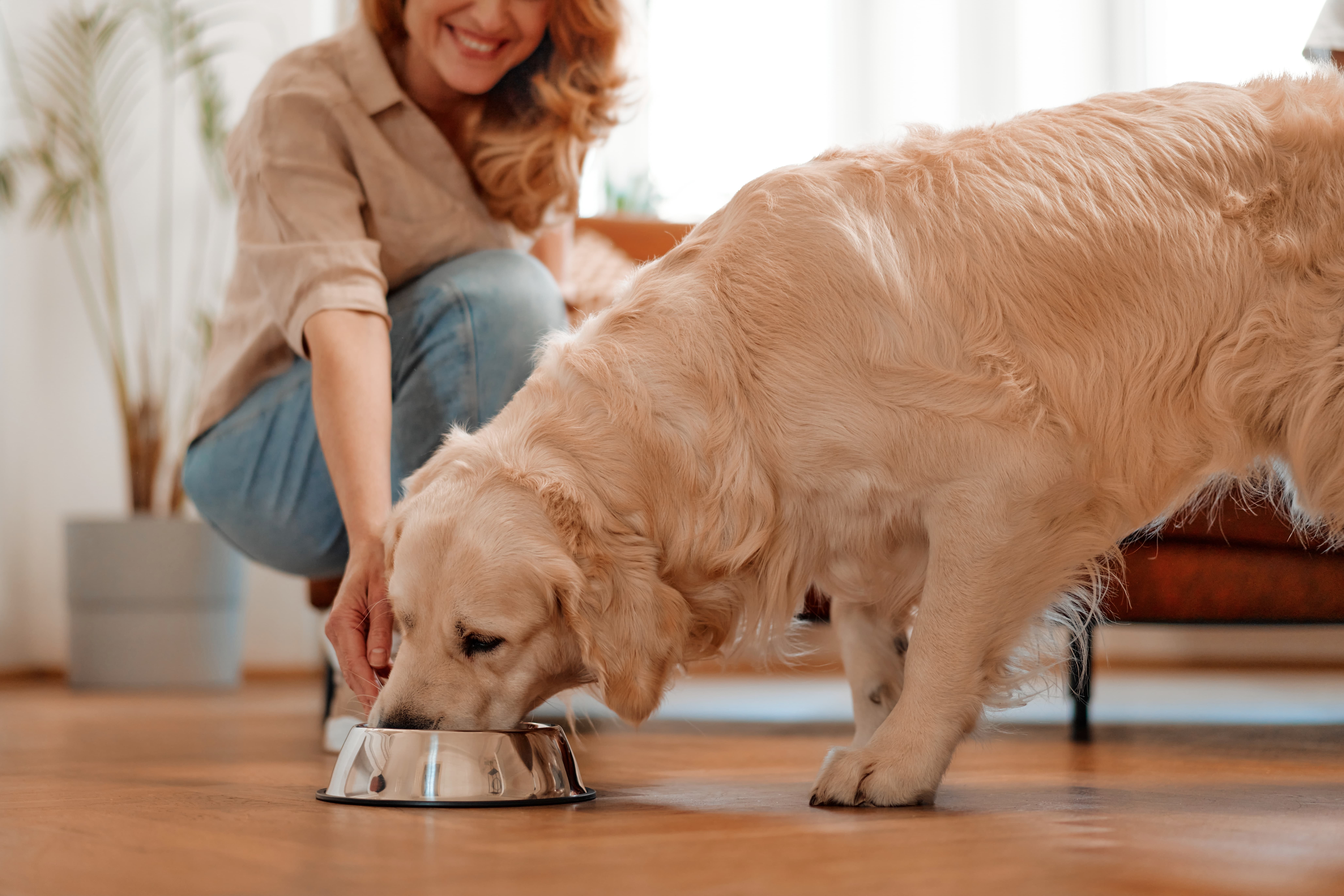 Imagem de um Golden Retriever em pé, comendo ração sênior para cães em um pote de alumínio, com sua tutora abaixada ao seu lado e objetos ao fundo.