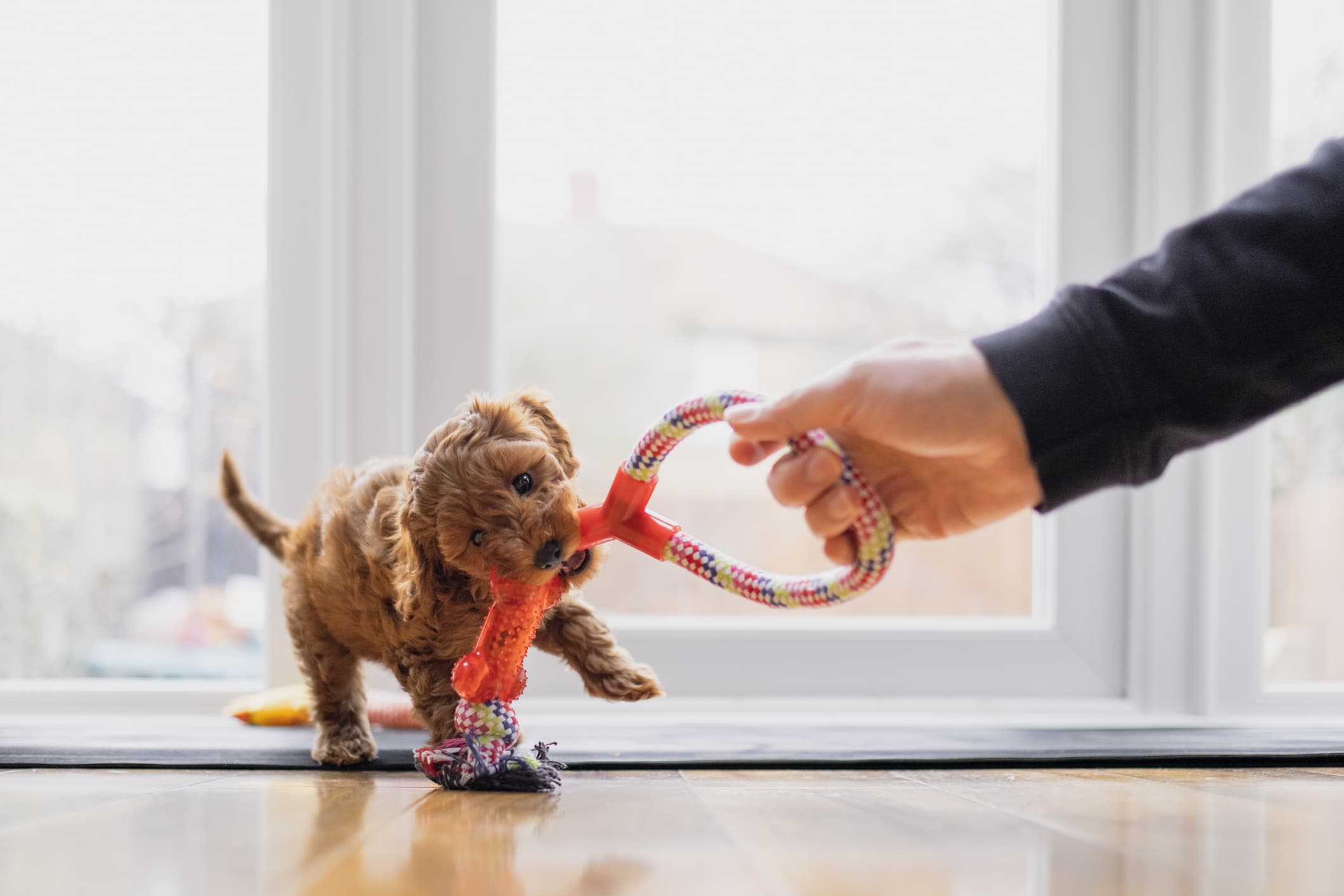 um cão de cor caramelo mordendo um brinquedo colorido segurado pelo tutor ao fundo uma porta de vidro