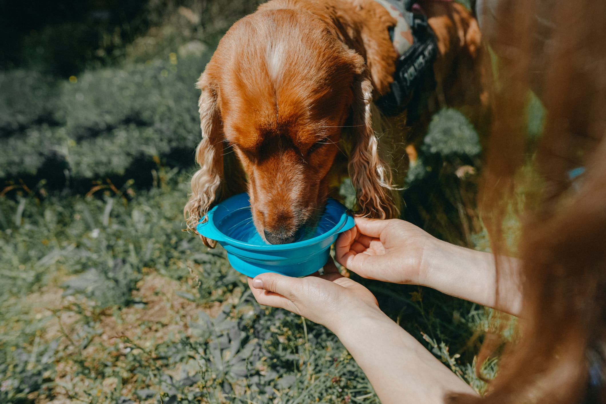 um cão da raça cocker cor caramelo usando uma guia preta recebendo água da tutora numa vasilha azul ao fundo grama.