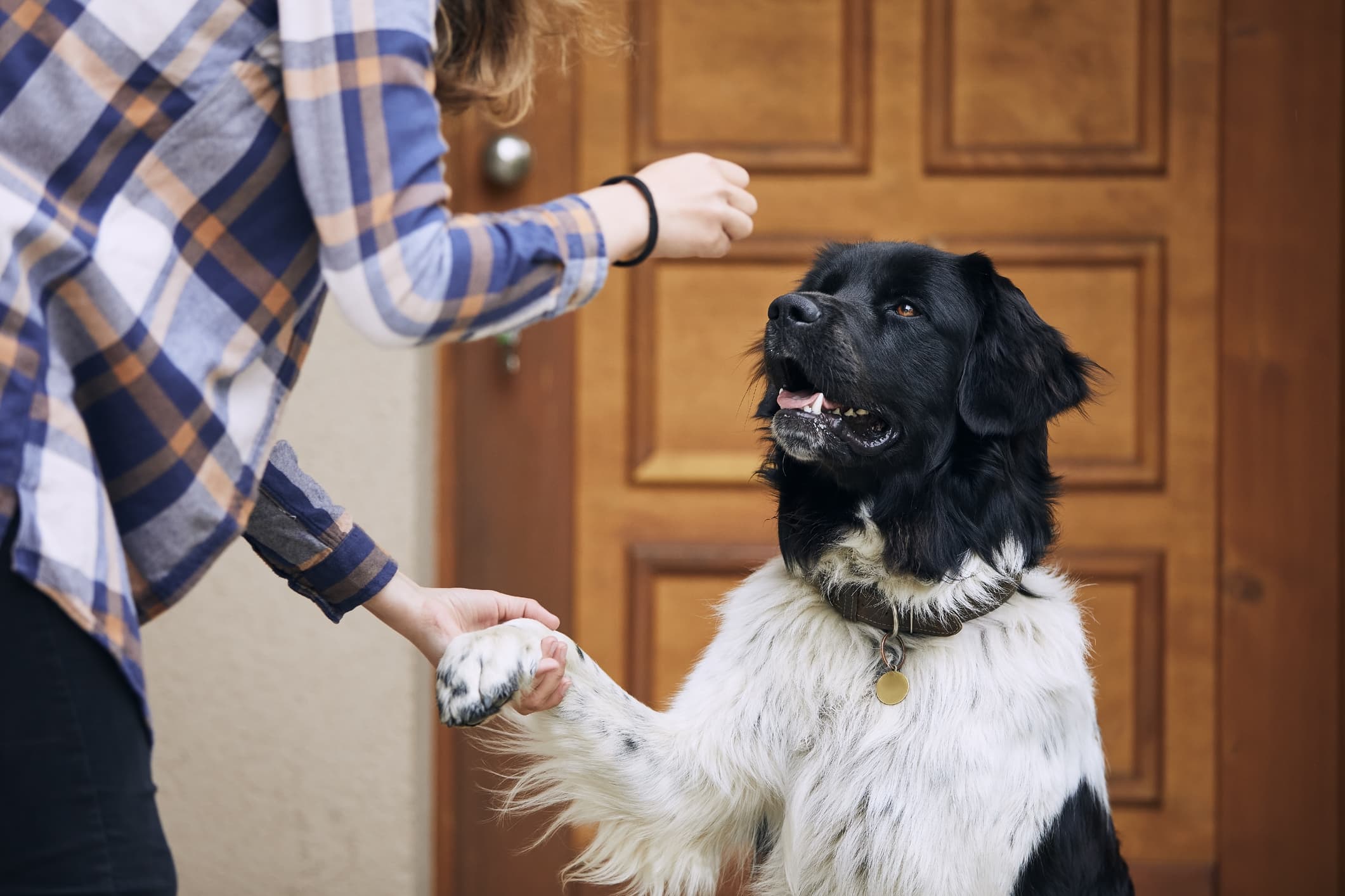 um cão de pelo na cor preta e branca dando a pata e olhando fixamente para a tutora que segura um petisco e está vestindo uma camisa quadriculada azul e laranja e calça preta