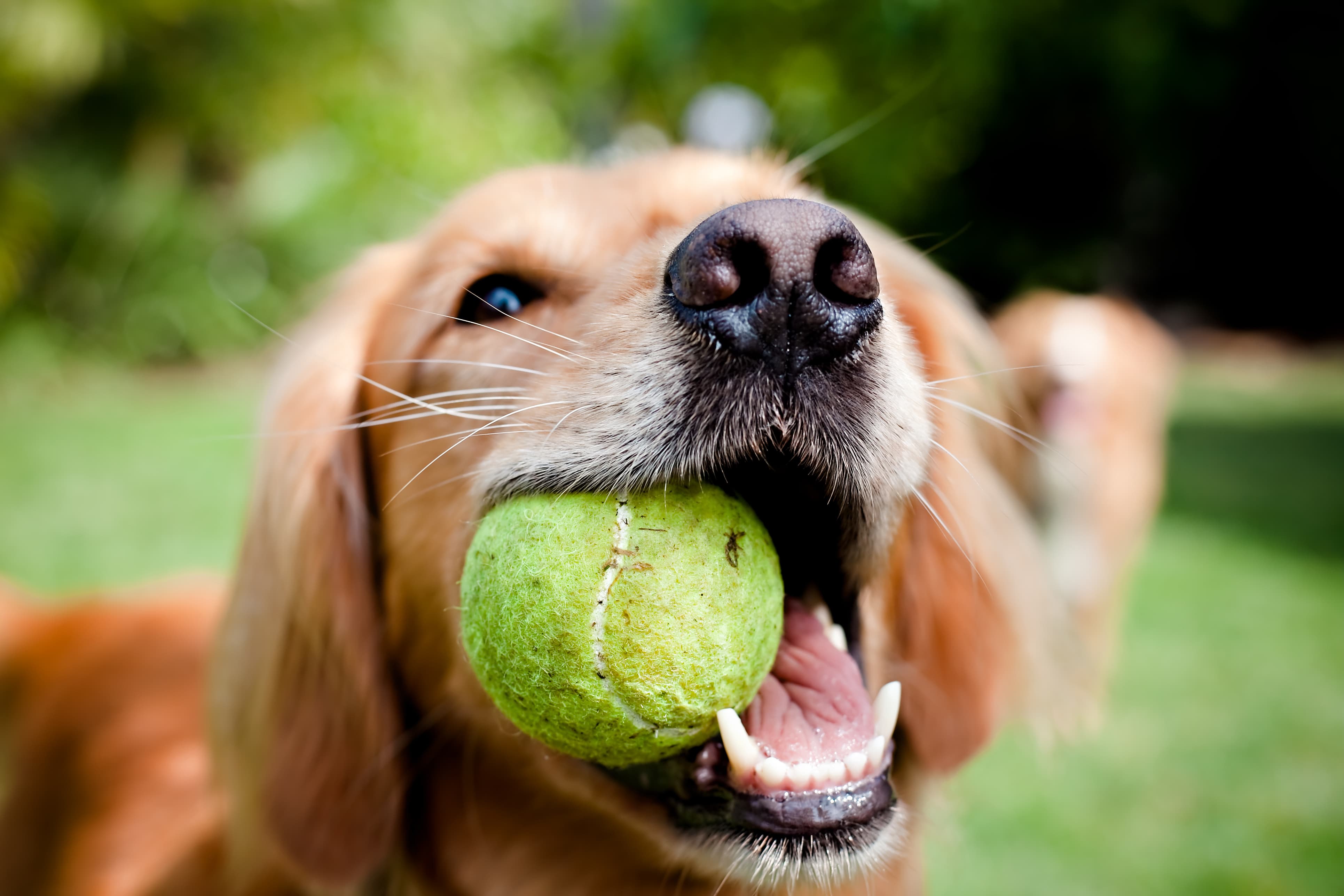 um cão da raça golden cor caramelo segurando uma bolinha de tênis verde com a boca e olhando fixamente para algo e fundo desfocado