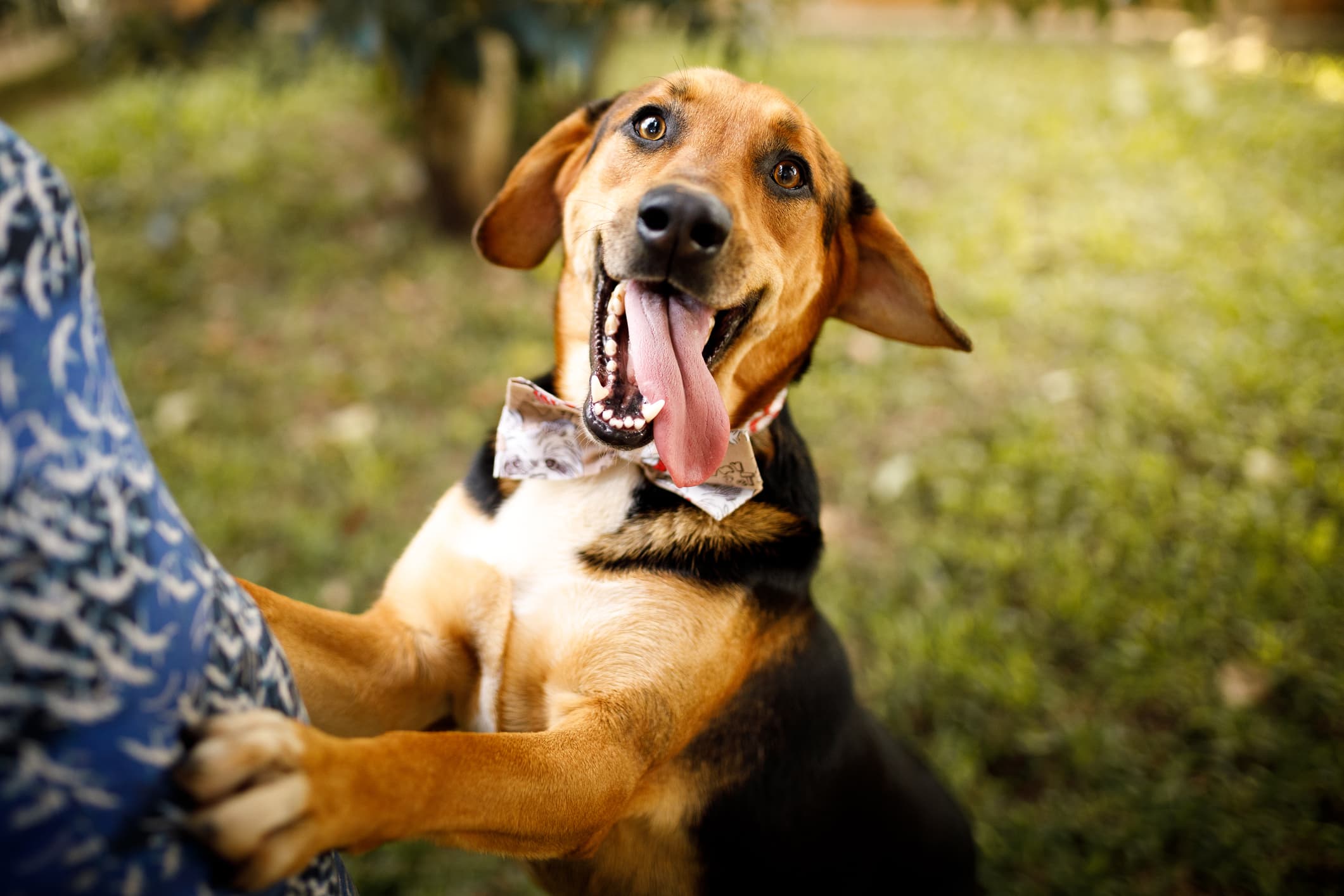 um cão de pelo cor caramelo e preto com a boca aberta e língua pra fora em pé apoiado em algo olhando fixamente para câmera e fundo desfocado.