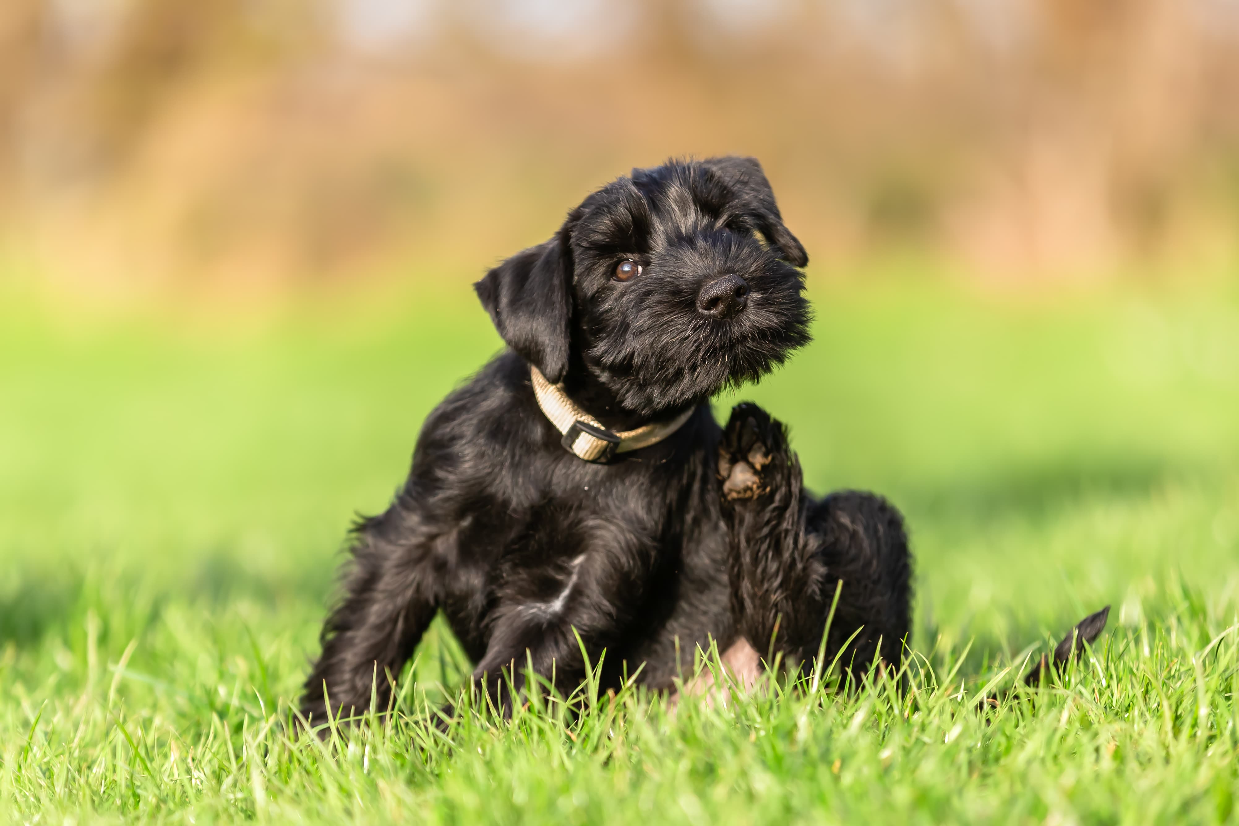 Imagem de um Schnauzer preto com coleira branca, se coçando enquanto está sentado na grama.