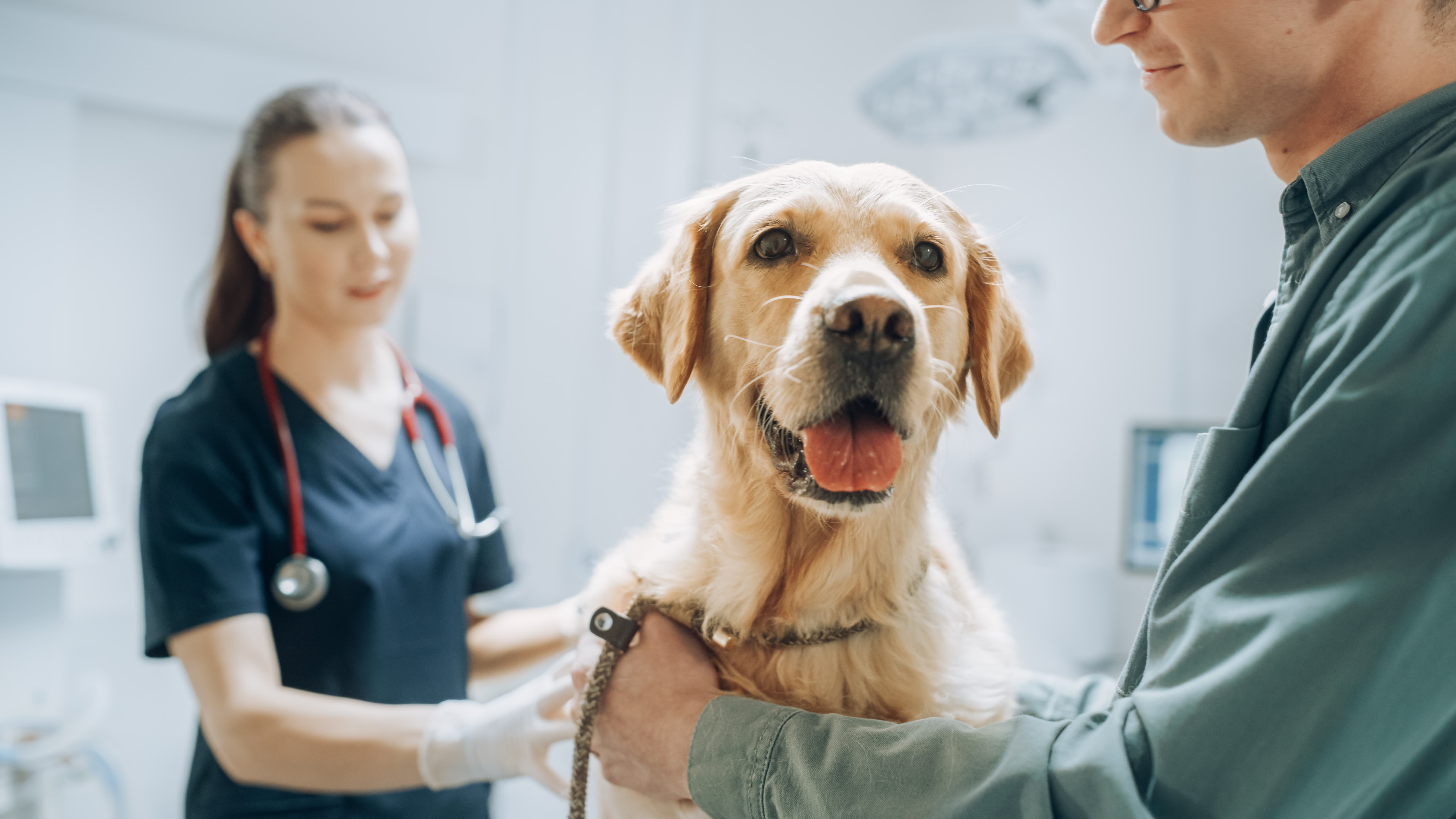 Imagem de um Golden Retriever sentado em uma maca sendo examinado por um médico veterinário, enquanto uma médica o segura com um estetoscópio no pescoço ao lado.