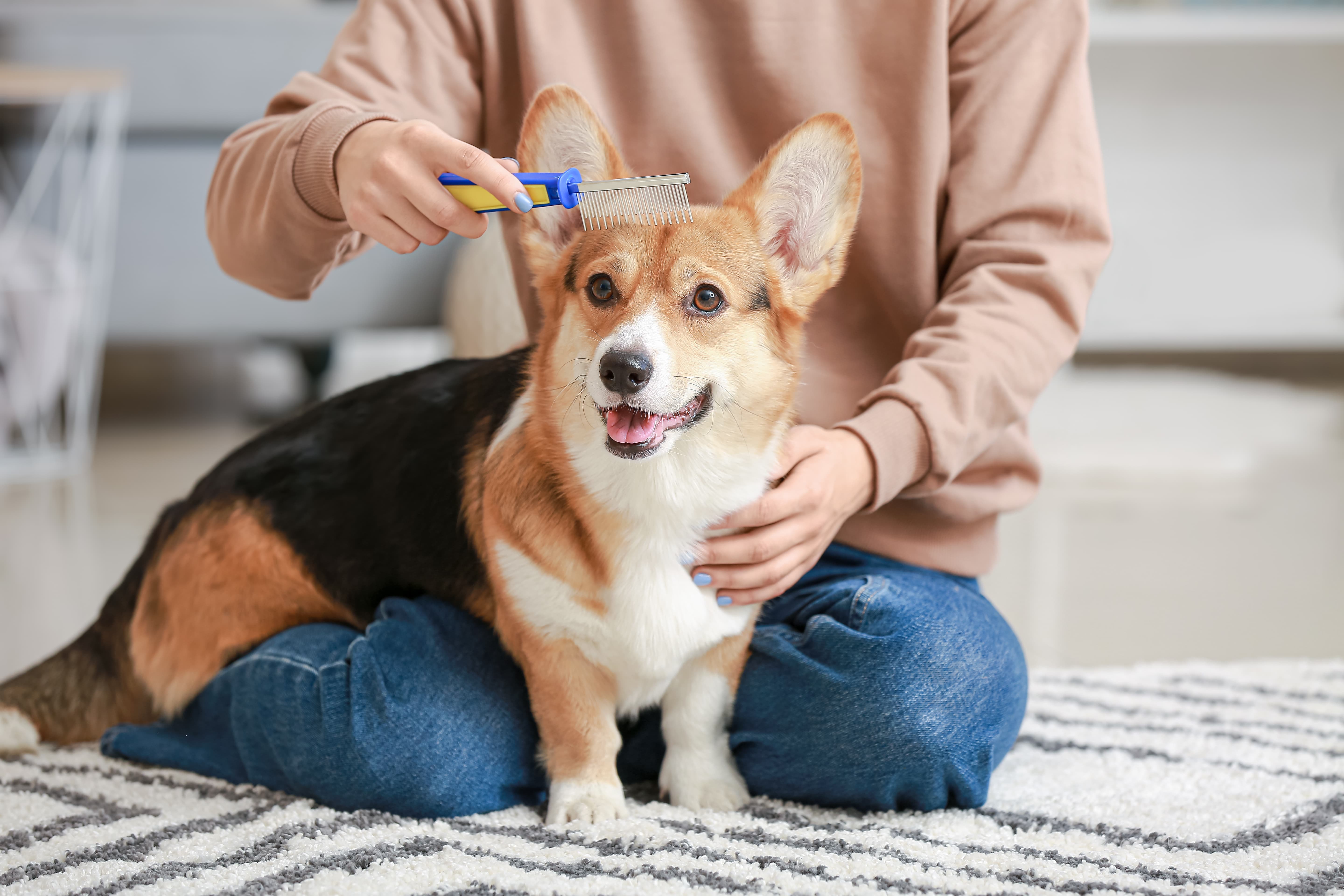 Imagem de um Corgi sentado sobre uma das pernas de sua tutora, que está sentada no chão sobre um tapete enquanto escova sua cabeça.