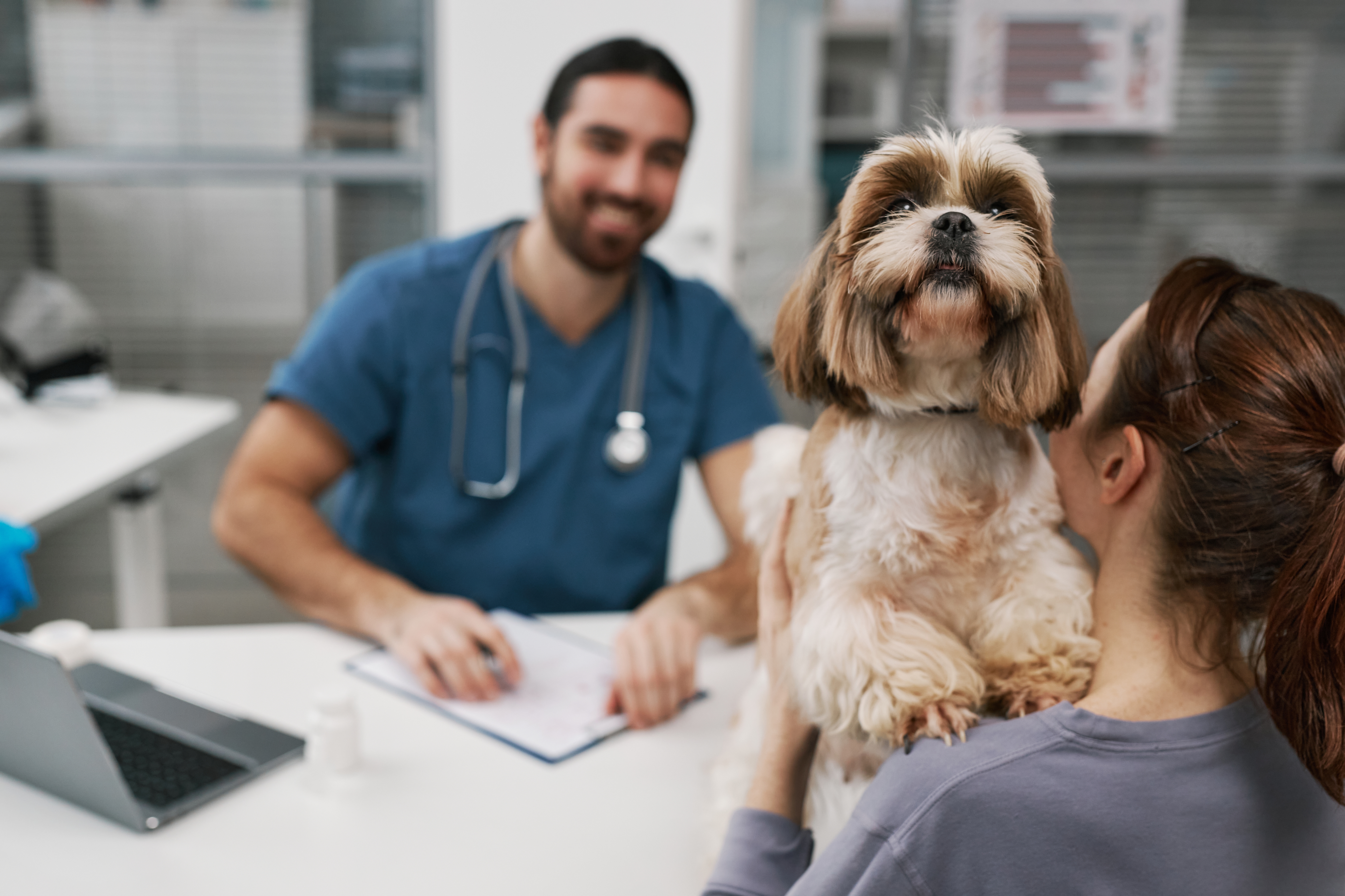 Imagem de um cachorro peludo branco e marrom no colo de sua tutora, que está sentada de frente para um médico veterinário. Na mesa entre eles, há uma prancheta e um notebook. Ao fundo, janelas de vidro com persianas.