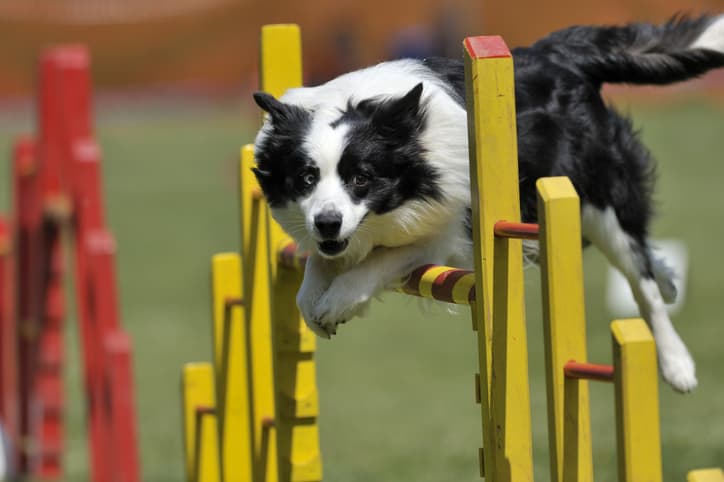 Cachorro de pelo preto e branco, pulando um obstáculo amarelo com barras vermelhas e uma grama desfocada ao fundo.