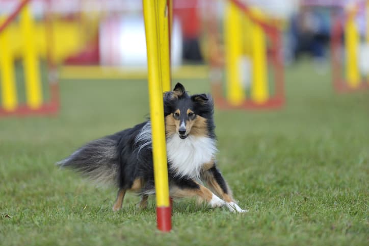 Cachorro de pelo preto, branco e marrom, desviando de obstáculos amarelos e vermelhos fincados na grama e com fundo desfocado