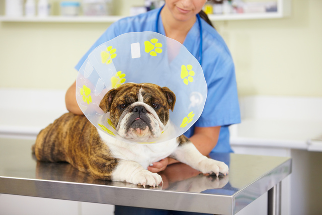 Um cão marrom, de porte pequeno, é examinado por uma veterinária. O cachorro está com o cone de proteção.