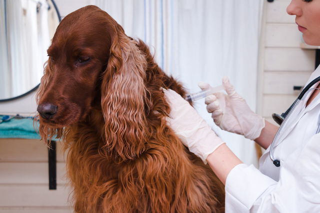 Imagem de um cocker marrom tendo uma vacina aplicada dentro de um consultório por uma veterinária branca que utiliza luvas.