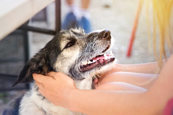 Um cão de idoso de porte médio de pelo preto e branco olhando fixamente para a tutora de cabelos loiros e compridos e fundo desfocado.