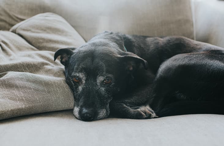Um cão idoso de pelo preto e alguns pelos brancos deitado no sofá de cor cinza olhando fixamente para a câmera.